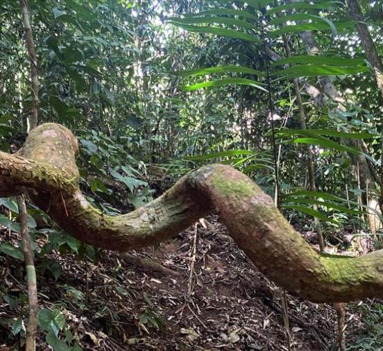 Montana Verde Rivas المظهر الخارجي الصورة